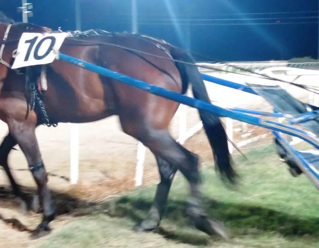 Ippica, Il trotto saluta Siracusa con il successo di Urania Bi all’Ippodromo del Mediterraneo
