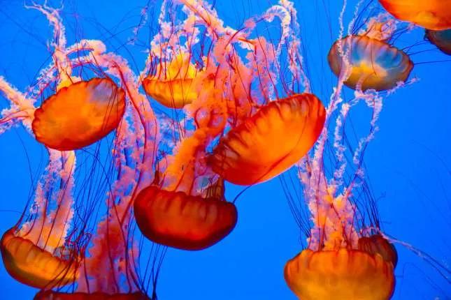 Rubrica Benessere, Le meduse dell’estate dove e come riconoscerle
